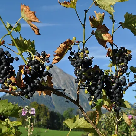 Brunnenmatte Aeschi Bei Spiez